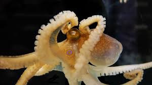 Octopus bimaculoides, also known as the Californian two-spot octopus (1) |  Okinawa Institute of Science and Technology Graduate University OIST